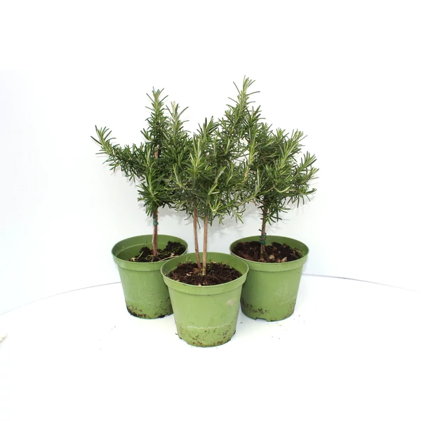 Csüngő rozmaring REPENS T1/4 K3 
