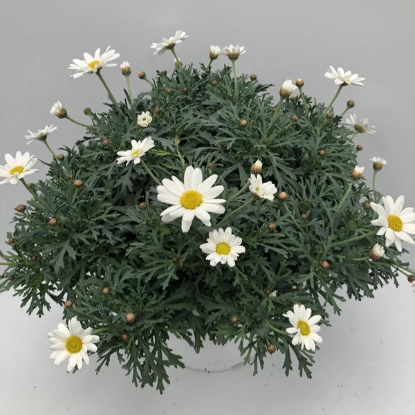 Cserjés margaréta ARGYRANTHEMUM FRUTESCENS FEHÉR BOKOR CS10,5