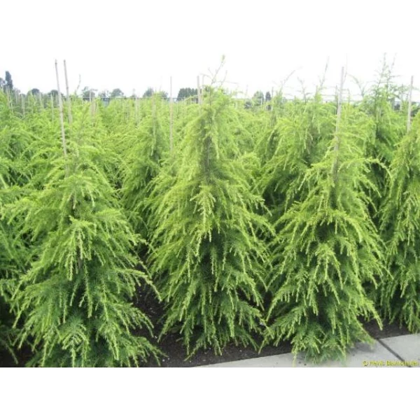 Sárga himalájai cédrus  CEDRUS DEODARA AUREA 200CM K60