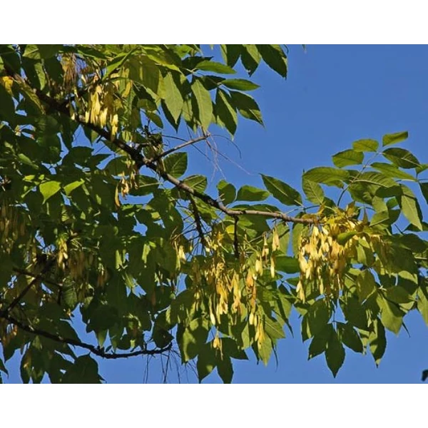 Magas kőris   FRAXINUS EXCELSIOR ALTHENA 200/+ K18