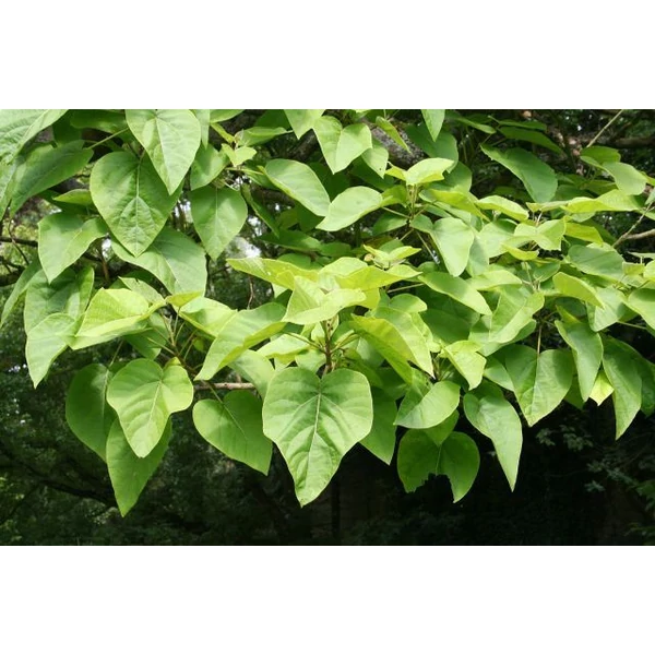 Nagylevelű császárfa   PAULOWNIA TOMENTOSA 18/20 K90