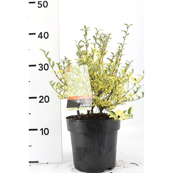 Fagyal    LIGUSTRUM IBOTA MUSLI 25/30 K2