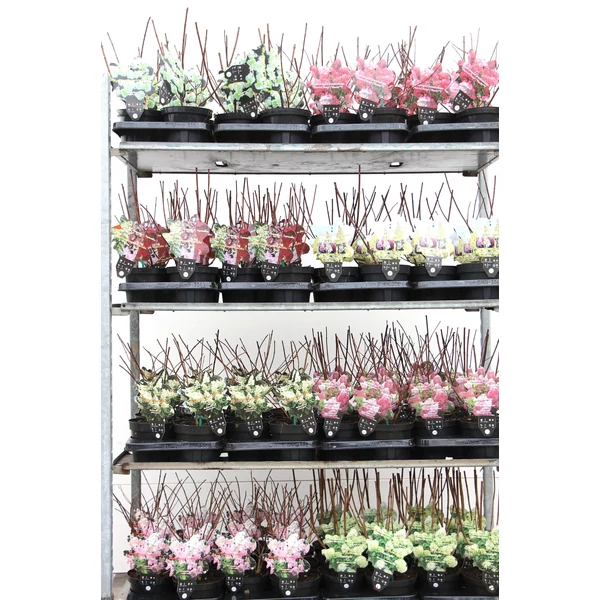 Bugás hortenzia   HYDRANGEA PANICULATA SILVER DOLLAR 25/30 CS17