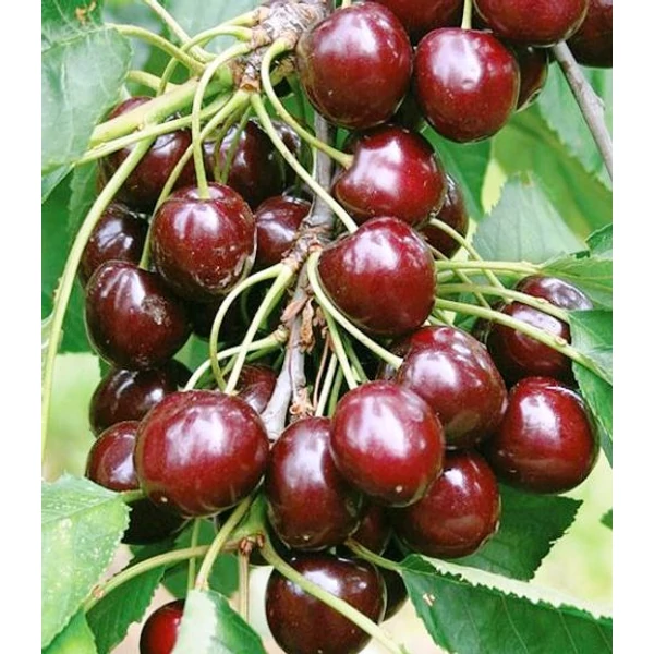 Regina cseresznye Prunus avium
