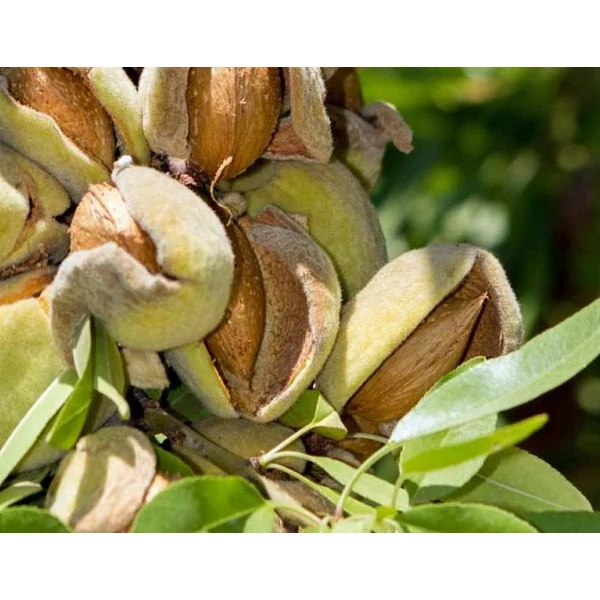 Budatétényi 1 mandula PRUNUS AMYGDALUS BUDATÉTÉNYI 1 K12