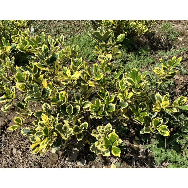 Nagylevelű magyal ILEX ALTACLERENSIS GOLDEN KING 40/60*
