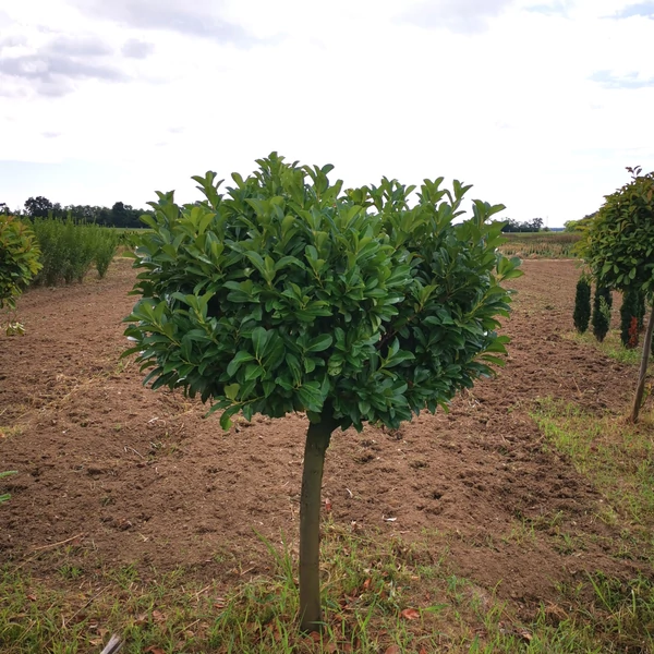 Közönséges babérmeggy PRUNUS LAUROCERASUS ETNA T1/2 100/125 EXTRA*