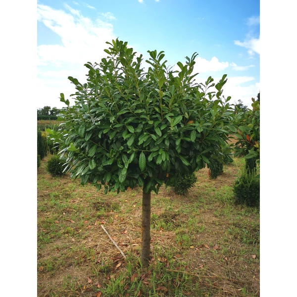 Közönséges babérmeggy PRUNUS LAUROCERASUS NOVITA T1/2 125/150 EXTRA*