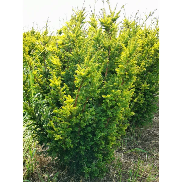 Sárgalombú tiszafa TAXUS BACCATA SEMPERAUREA 100/125*
