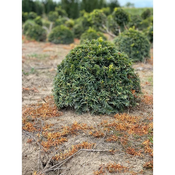 Aranylombú terülő tiszafa TAXUS BACCATA SUMMERGOLD GÖMBRE NYÍRT 20/40*