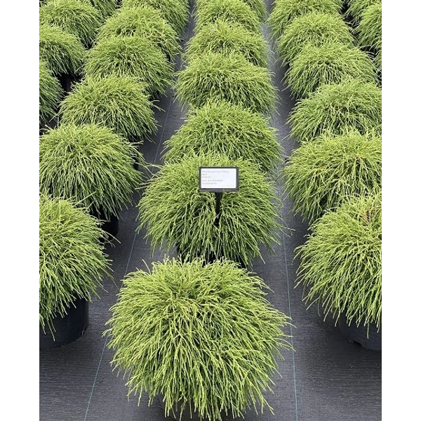 Szavára álciprus   CHAMAECYPARIS PISIFERA FILIFERA NANA 30/40 K12
