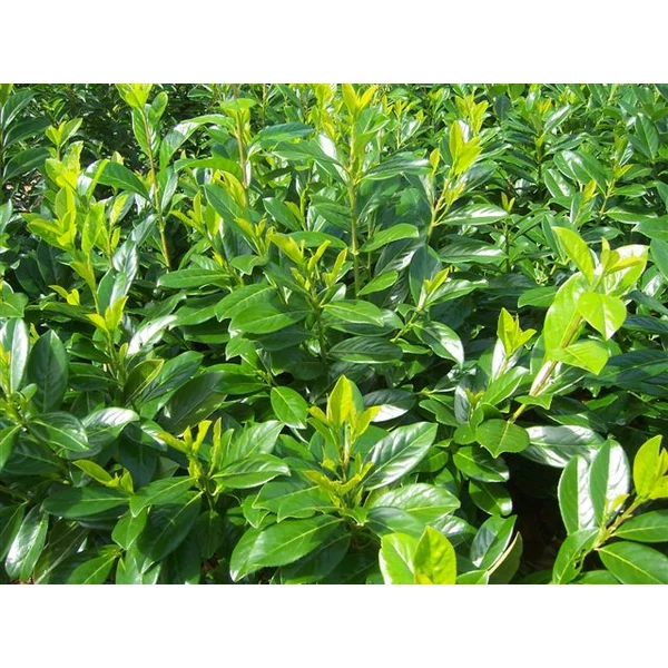 Közönséges babérmeggy   PRUNUS LAUROCERASUS NOVITA 80/100 K30