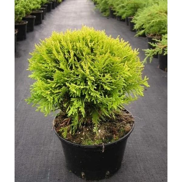 Törpe arany gömb tuja THUJA OCCIDENTALIS MIRJAM 20/30 K12