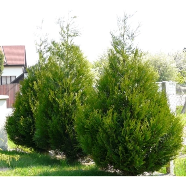 Óriás tuja   THUJA PLICATA ATROVIRENS 100/125 K24