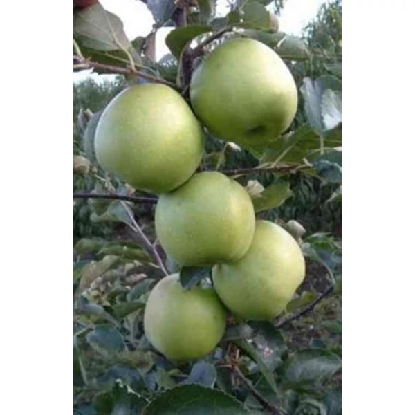 Mutsu alma MALUS DOMESTICA MUTSU K10-12