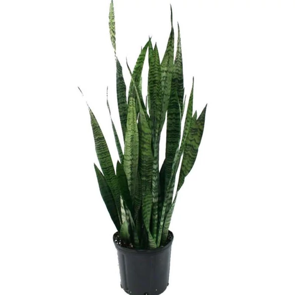 Anyósnyelv 50CM ZÖLD CSERÉPBEN K3 