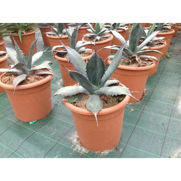 Agávé   AGAVE FEROX 40CM K5