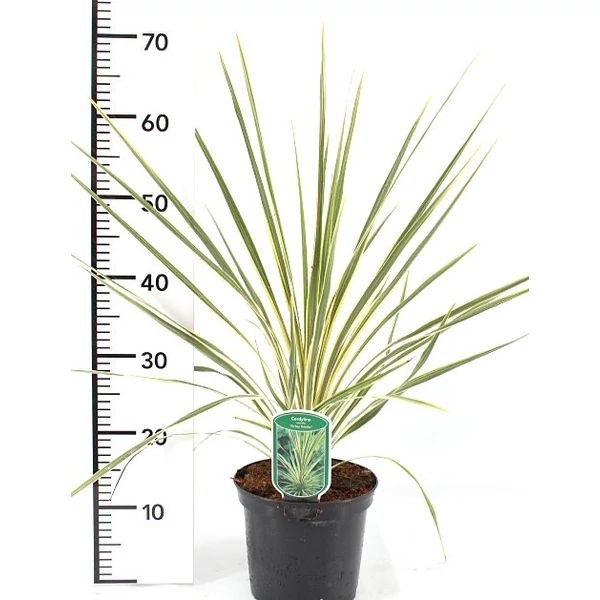 Bunkóliliom   CORDYLINE AUSTRALIS TORBAY DAZZLER 60CM K4