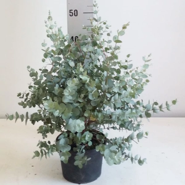 Havasi eukaliptusz  EUCALYPTUS GUNNII BOKOR K3