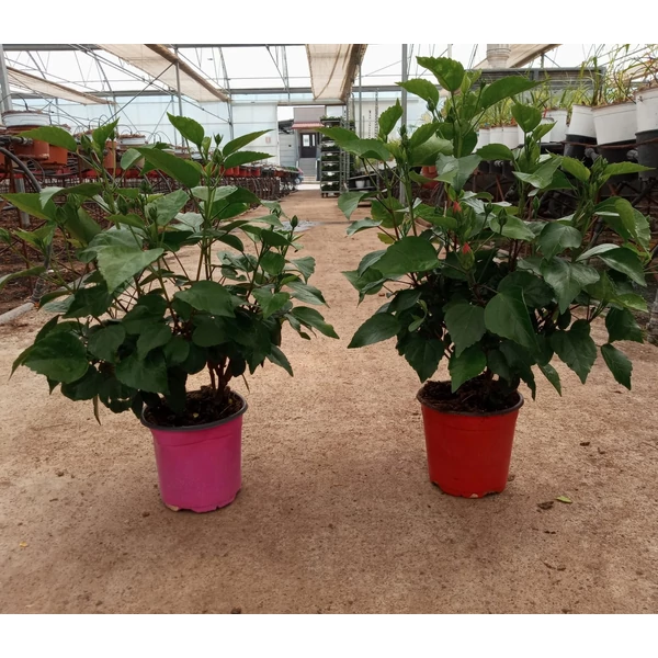 Kínai hibiszkusz  HIBISCUS ROSA SINENSIS K3