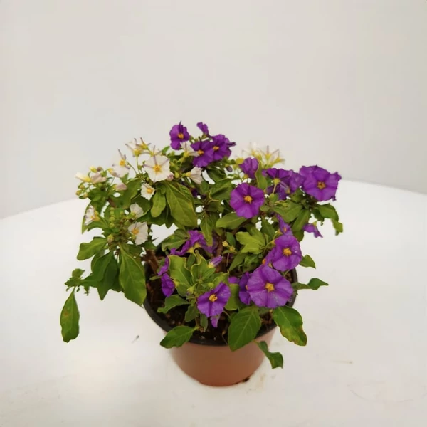 Enciánfa   SOLANUM RANTONNETII BICOLOR T1/4 K3