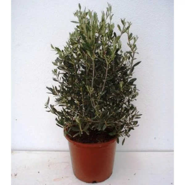 Olajfa   OLEA EUROPEA BOKOR 35/40 K1,5