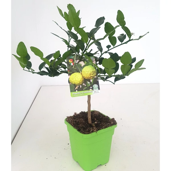 Kaffir lime  CITRUS HYSTRIX T1/4 70/80 K5 (ZÖLD SZÖGLETES CSERÉP)