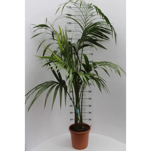 Kenciapálma HOWEA FORSTERIANA 5 NÖVÉNY/CSERÉP 180CM K12