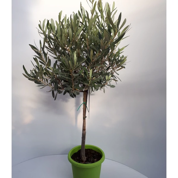 Olajfa   OLEA EUROPEA T1/4 K3