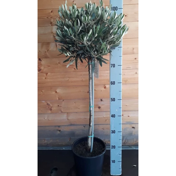 Olajfa   OLEA EUROPEA T1/4 K5