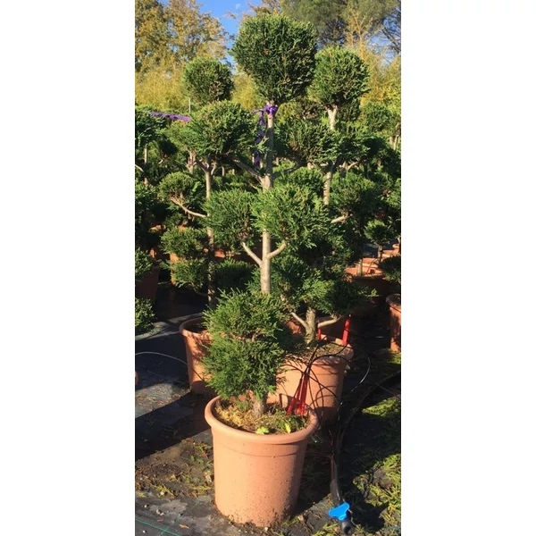 Leyland ciprus   CUPRESSOCYPARIS LEYLANDII PYRAMIDALIS POM-PON S FORMA 100/120 K14