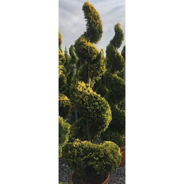 Arany lombú leyland ciprus CUPRESSOCYPARIS LEYLANDII GOLD RIDER SPIRÁL 80/+ K9