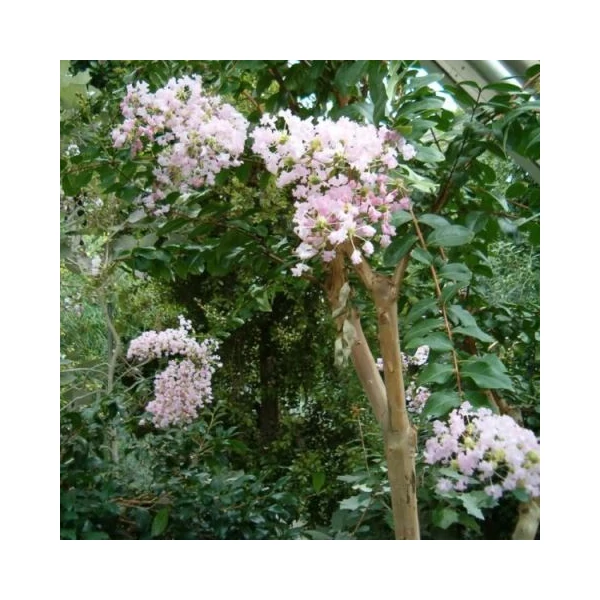 Kínai selyemmirtusz   LAGERSTROEMIA INDICA K10