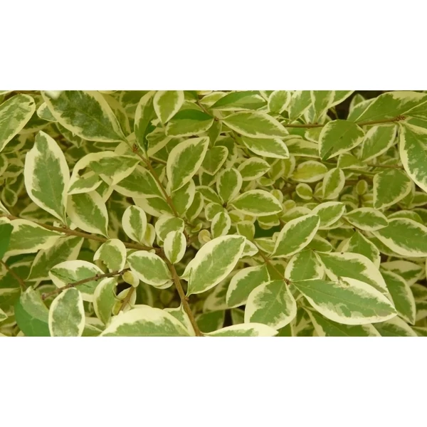 Széleslevelű fagyal   LIGUSTRUM OVALIFOLIUM ARGENTEUM K10