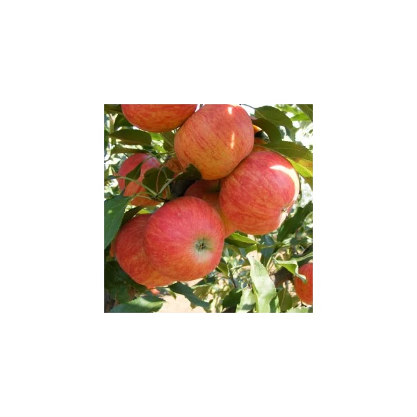 Gála alma MALUS DOMESTICA GÁLA M9 K10-12