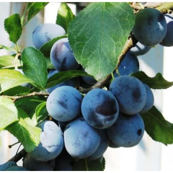 Topfive szilva PRUNUS DOMESTICA TOPFIVE K10-12
