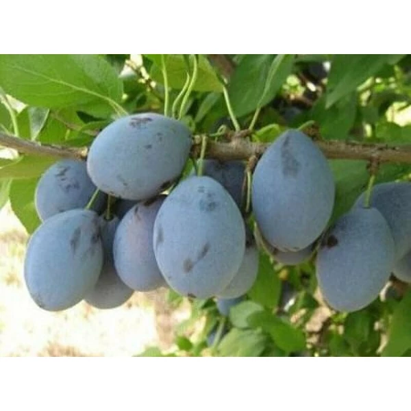 Valjevka szilva PRUNUS DOMESTICA VALJEVKA K10-12