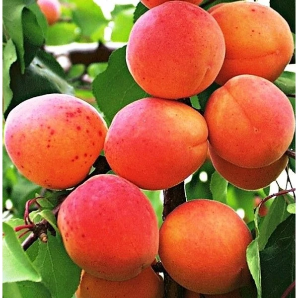 Kuresia kajszi Prunus armeniaca