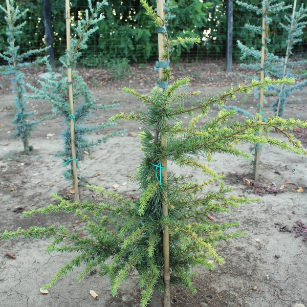 Törpe kék atlasz cédrus CEDRUS ATLANTICA NANA 80/100*