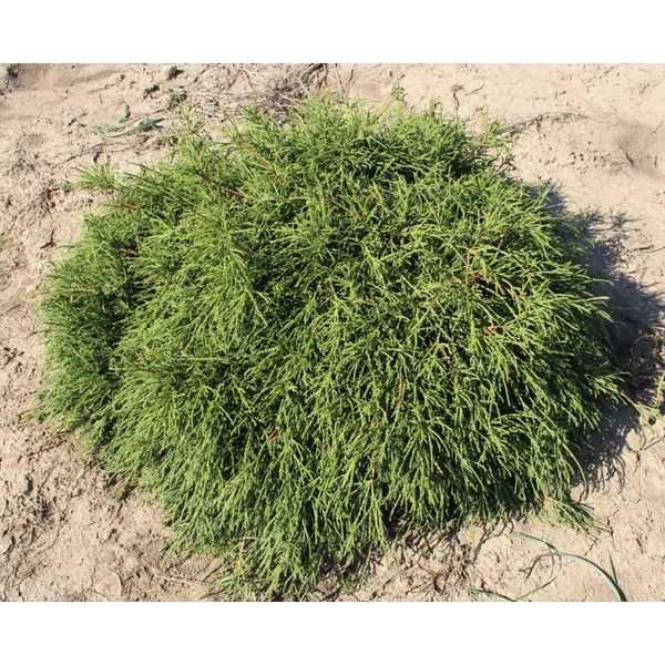 Szavára álciprus CHAMAECYPARIS PISIFERA FILIFERA NANA 30/40*