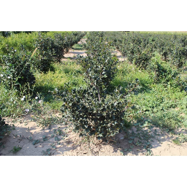 Kékeslevelű magyal ILEX MESERVEAE BLUE ANGEL 100/125*