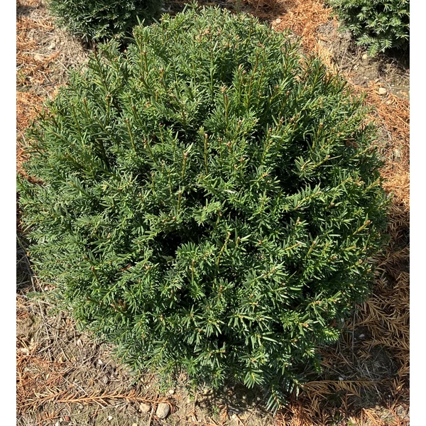 Közönséges tiszafa TAXUS BACCATA GÖMBRE NYÍRT 40/50*