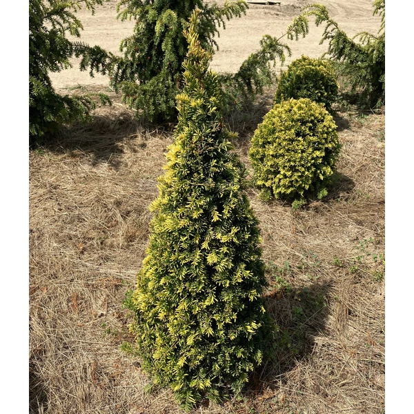 Sárgalombú tiszafa TAXUS BACCATA SEMPERAUREA KÚPRA NYÍRT 60/80*