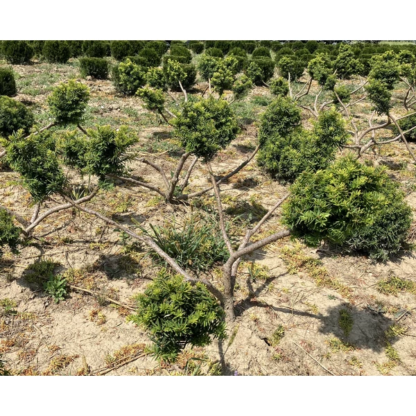 Aranylombú terülő tiszafa TAXUS BACCATA SUMMERGOLD BONSAI 80/100*