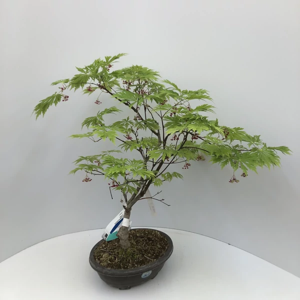 Vörös virágú juhar  ACER JAPONICUM ACONITIFOLIUM BONSAI LAPOS TÁLBAN K5