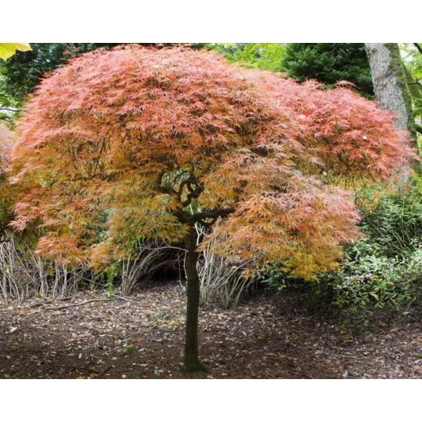 Szeldeltlevelű japán juhar  ACER PALMATUM DISSECTUM T1/2 K15