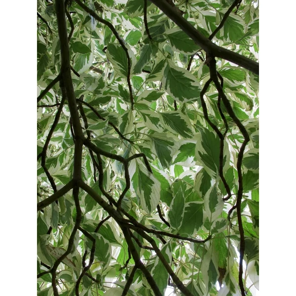 Fehértarka levelű emeletes som CORNUS CONTROVERSA VARIEGATA 150/175 K30