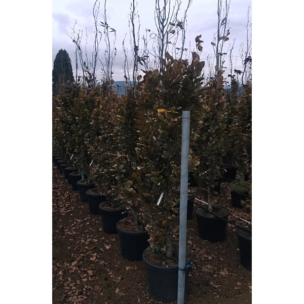 Oszlopos bükk   FAGUS SYLVATICA DAWYCK 250/300 K55