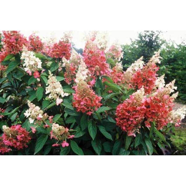 Bugás hortenzia   HYDRANGEA PANICULATA PINKY WINKY T1/2 K14