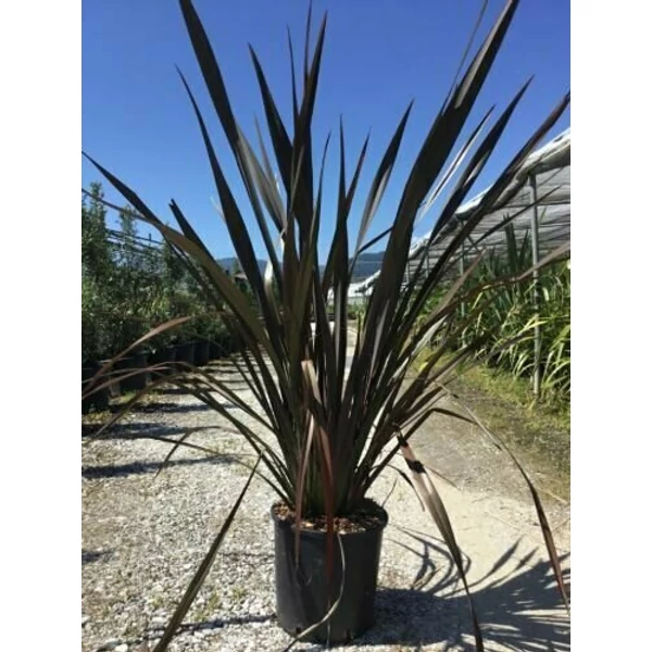 Vászonfű   PHORMIUM TENAX ATROPURPUREUM 100/125 K10